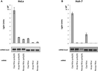 Translation of Hepatitis A Virus IRES Is Upregulated by a Hepatic Cell-Specific Factor